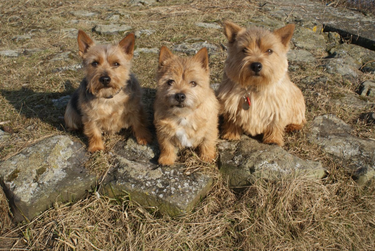 Норвич и Керн терьер