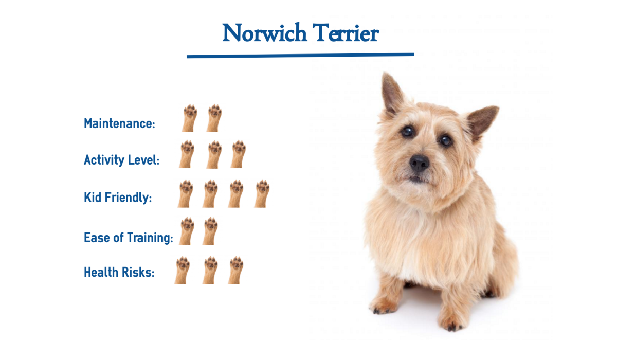 Норвич терьер стандарт РКФ