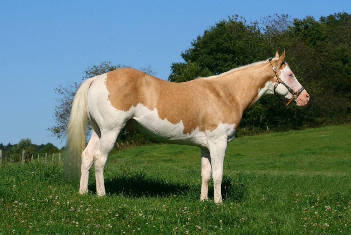 Табиано масть