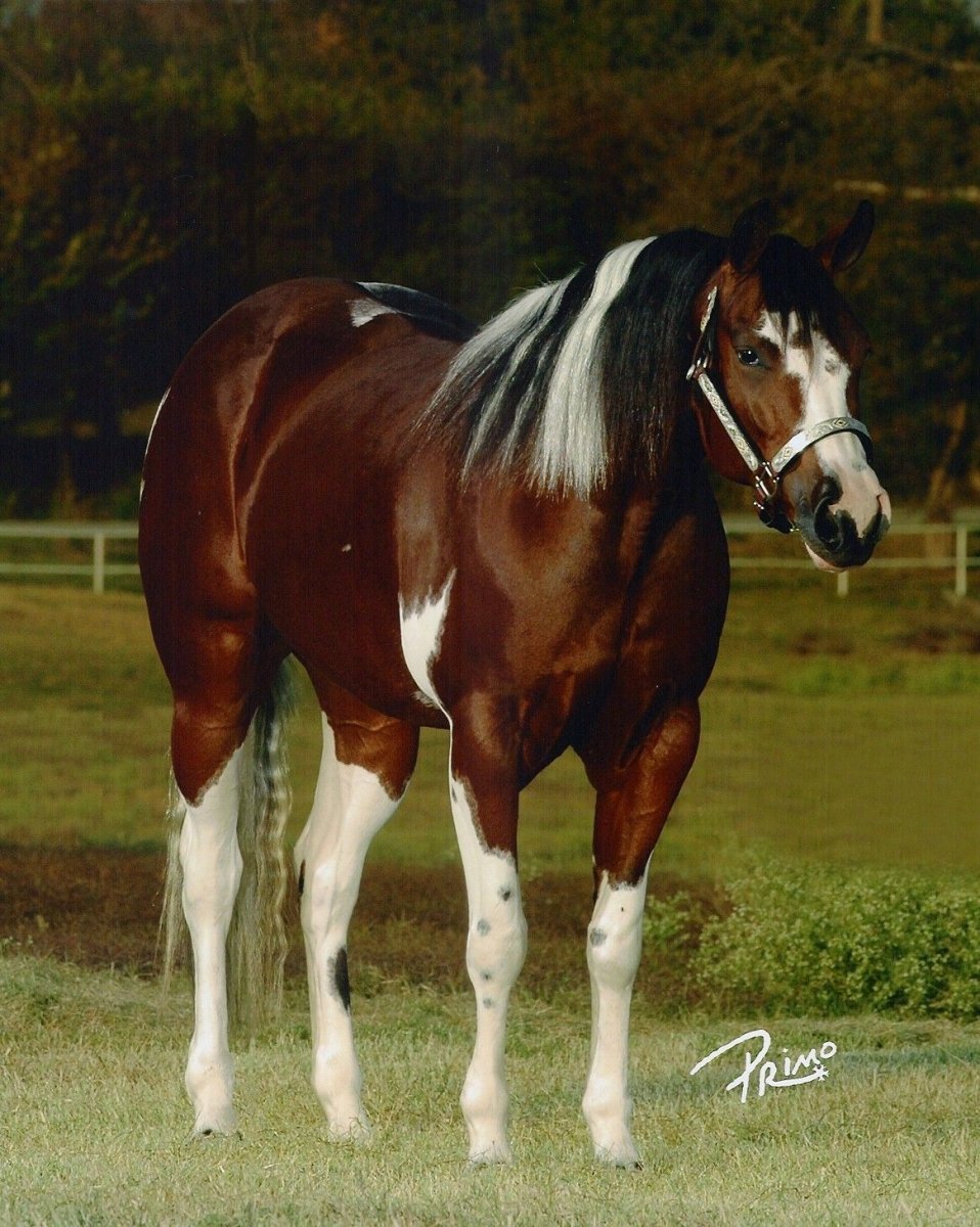 Лошадь породы Пинто кросс