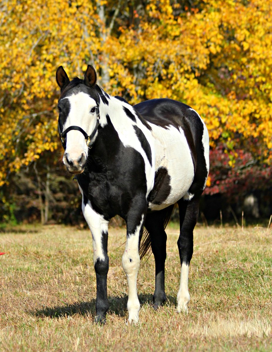 Лошадь породы Пинто кросс