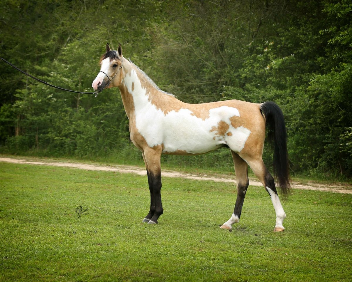 Пегий Пинтабиан