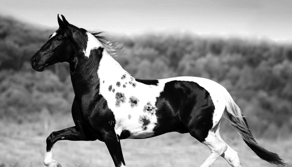 Лошадь породы Мангаларга