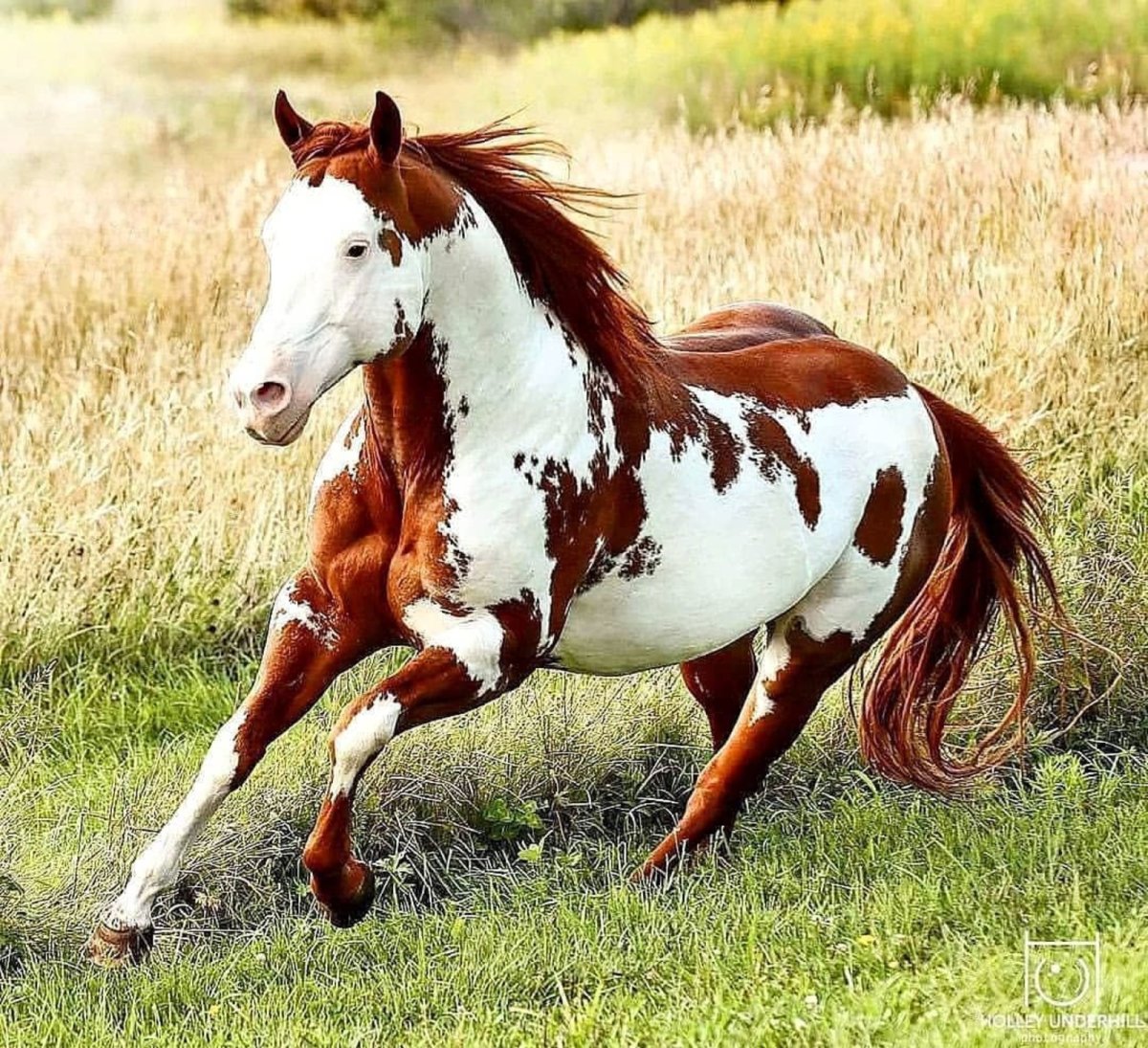 Пинто и Аппалуза