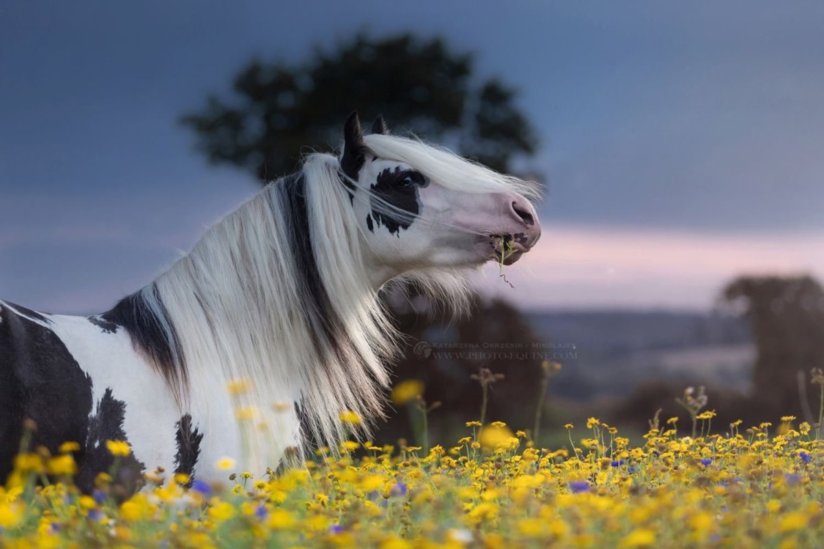 Пинто лошадь Эстетика