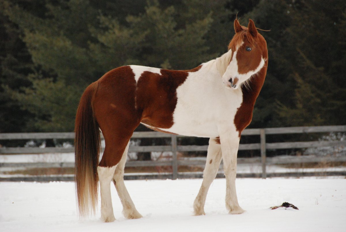 Лошадь породы пинто