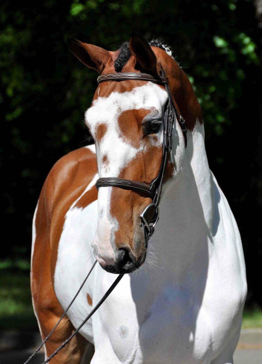 Лошадь тобиано