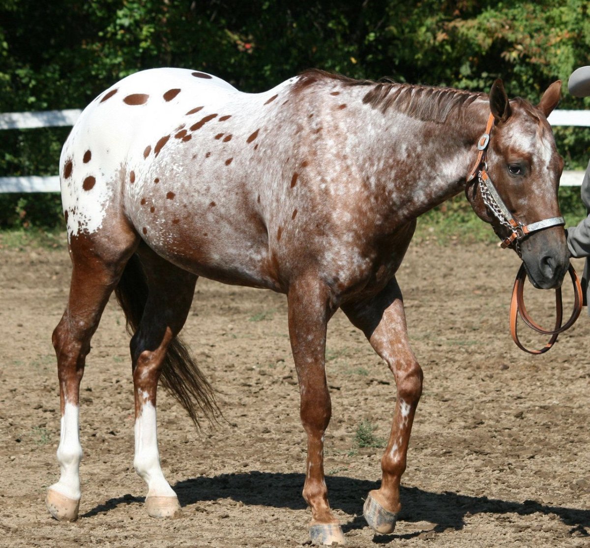 Пинто, Аппалуза лошади