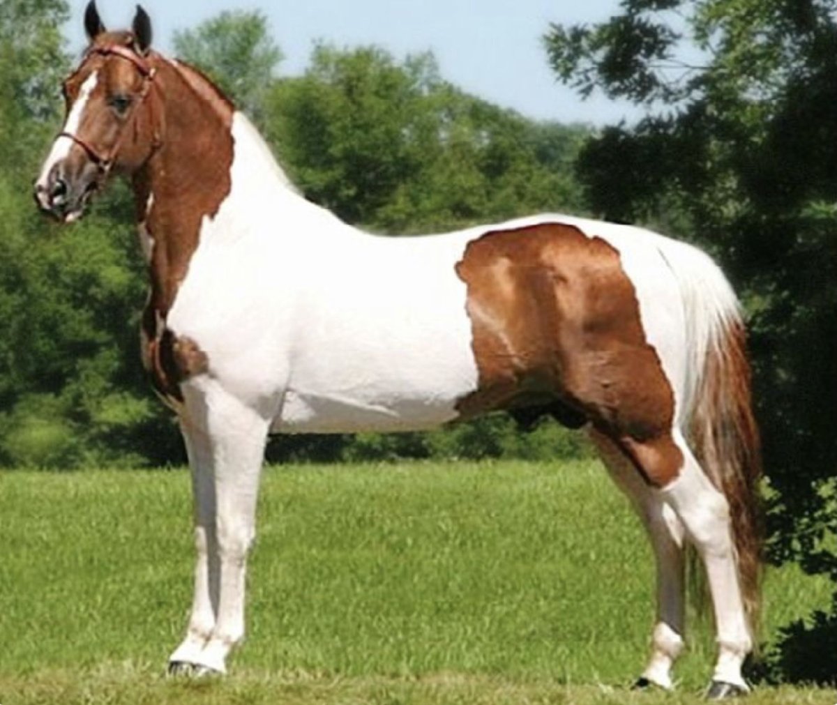 Лошадь Теннесси Пинто