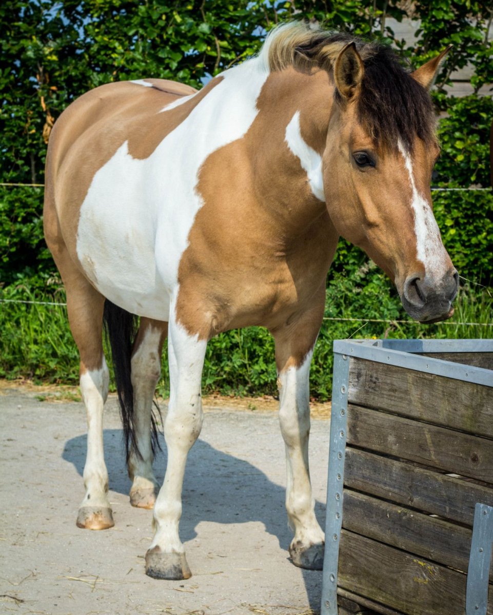 Пинто масть лошади