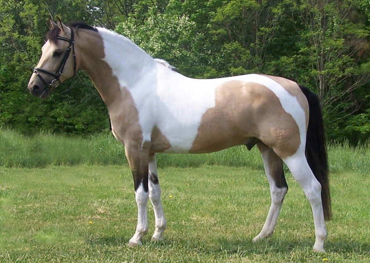 Буланая Пинто лошадь