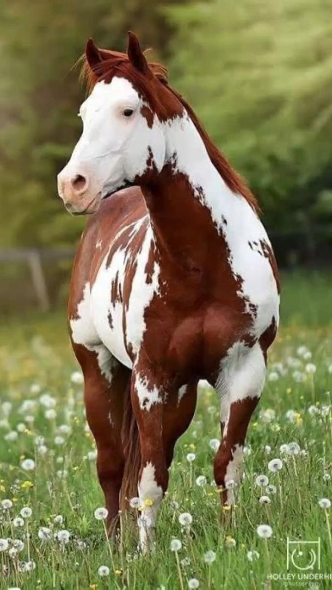 Самые милые животные лошадей пегихфото