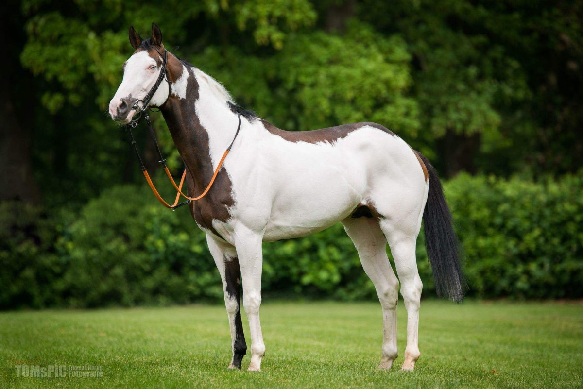 Гнедая фрейм оверо креольская
