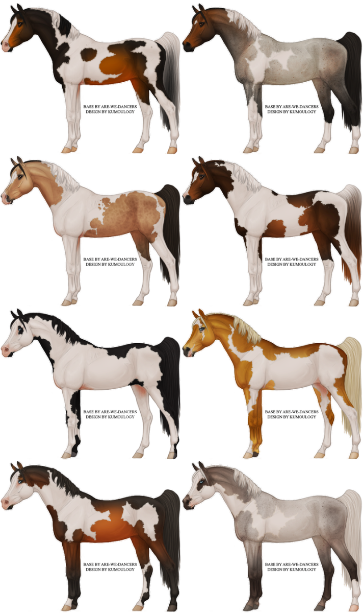 Основные окрасы лошадей