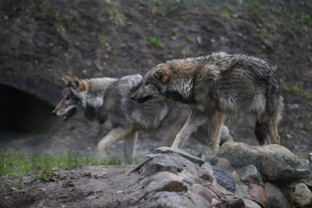 Крымский Степной волк
