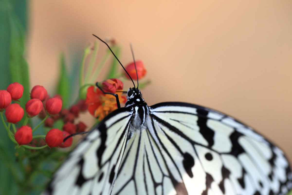 Idea leuconoe бабочка