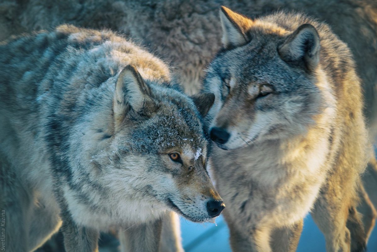 Волчья ветка