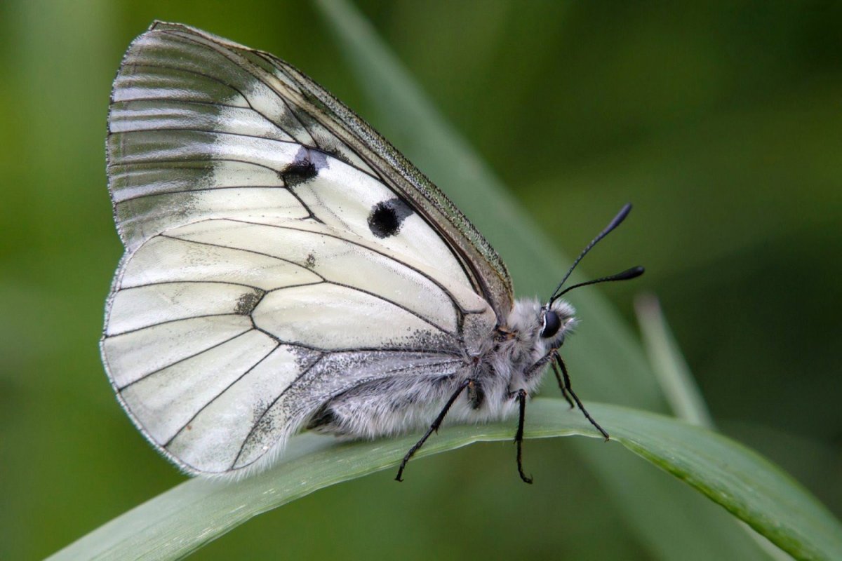 Мнемозина черный Аполлон