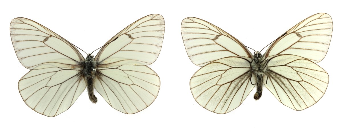 Белянка рапсовая бабочка