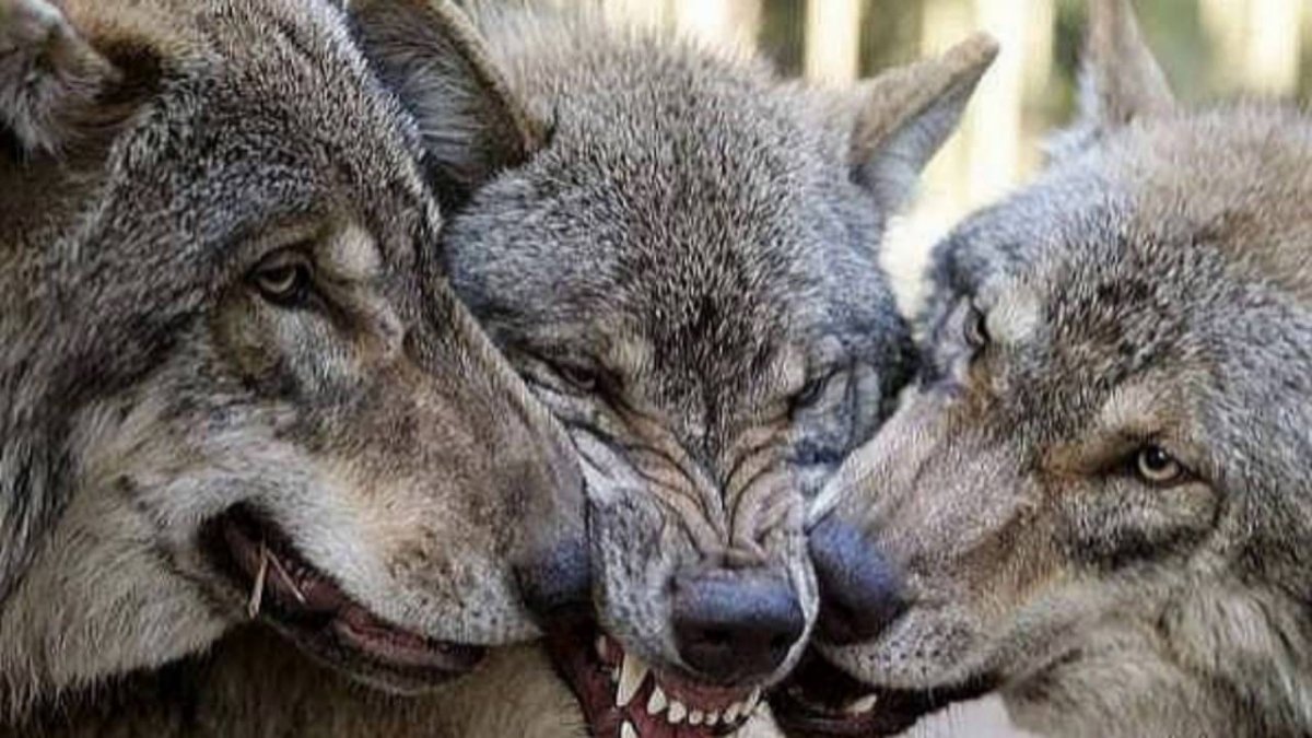 Волки друзья