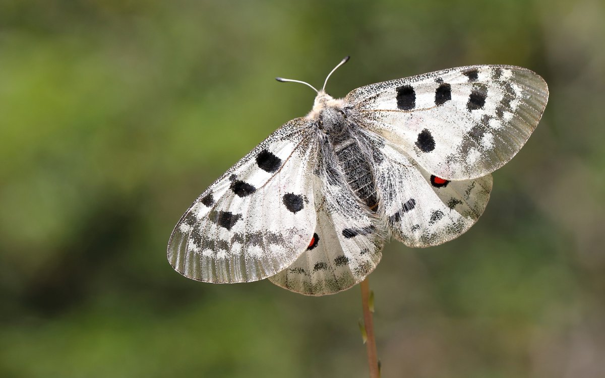 Бабочка крапчатая