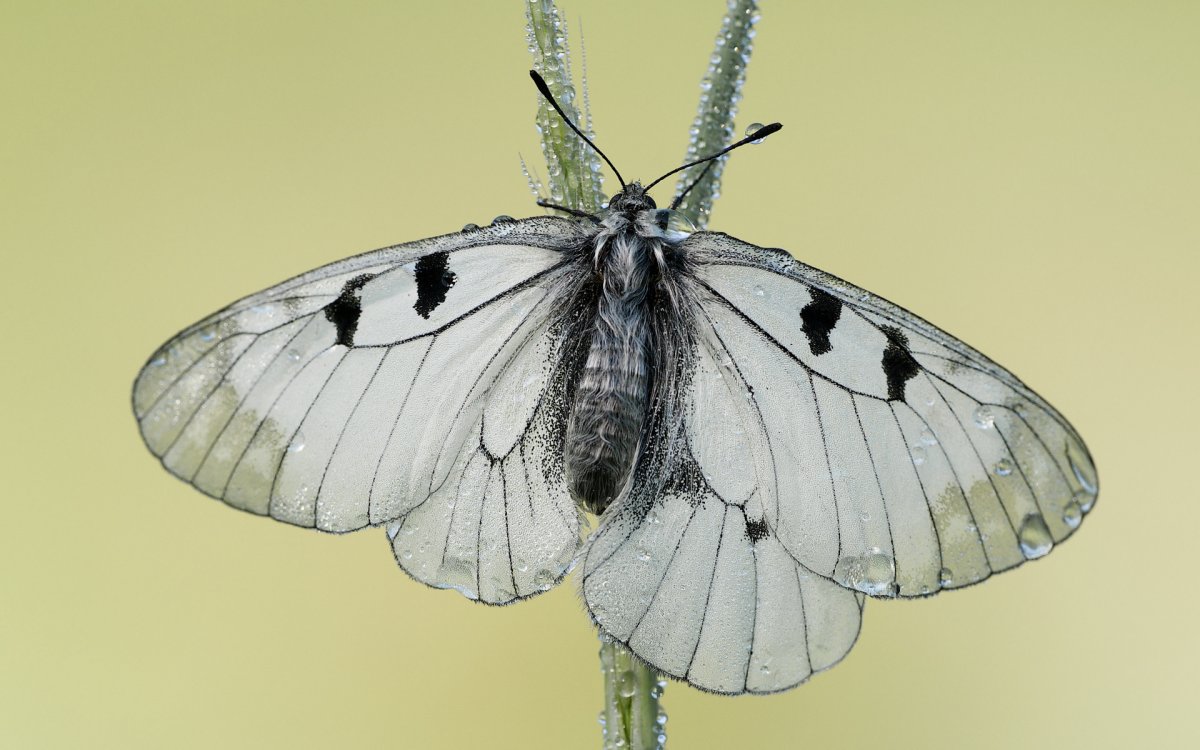 Большая белая бабочка