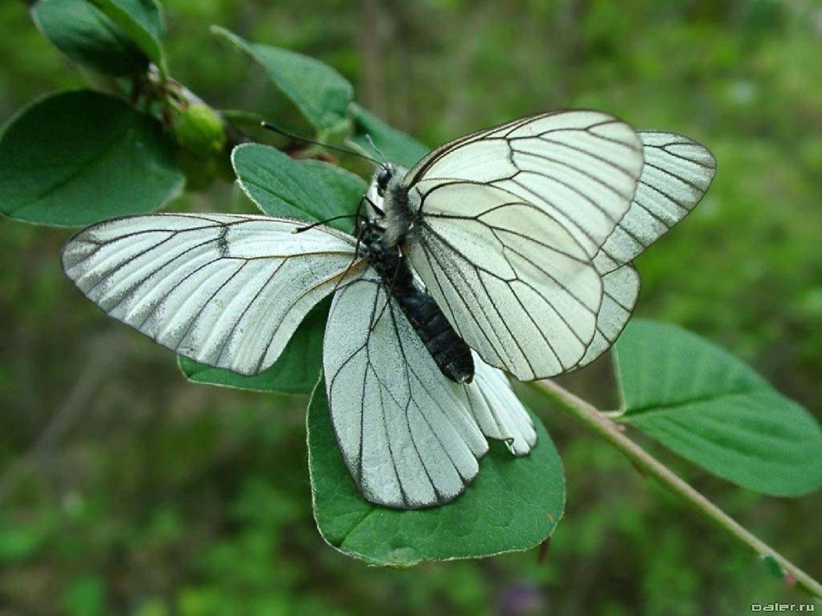 Бабочка боярышница