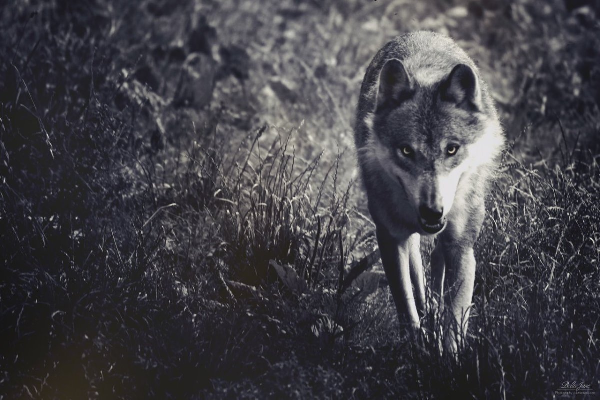 Волк в лесу