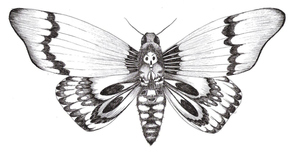 Мотылек карандашом