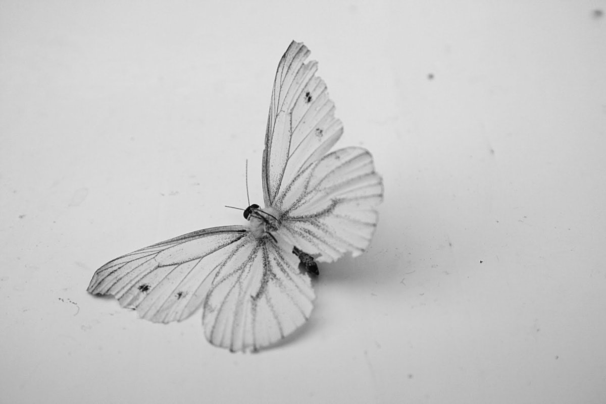 Бабочка белая с черными прожилками