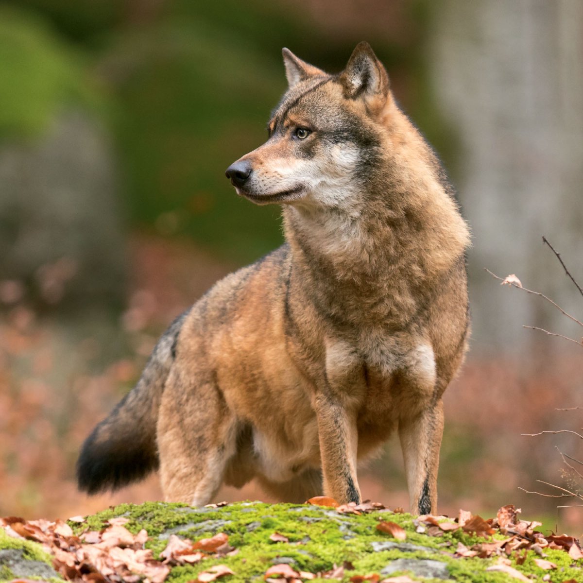 Гург красивая