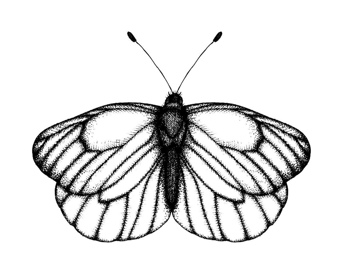 Aporia crataegi рисунок