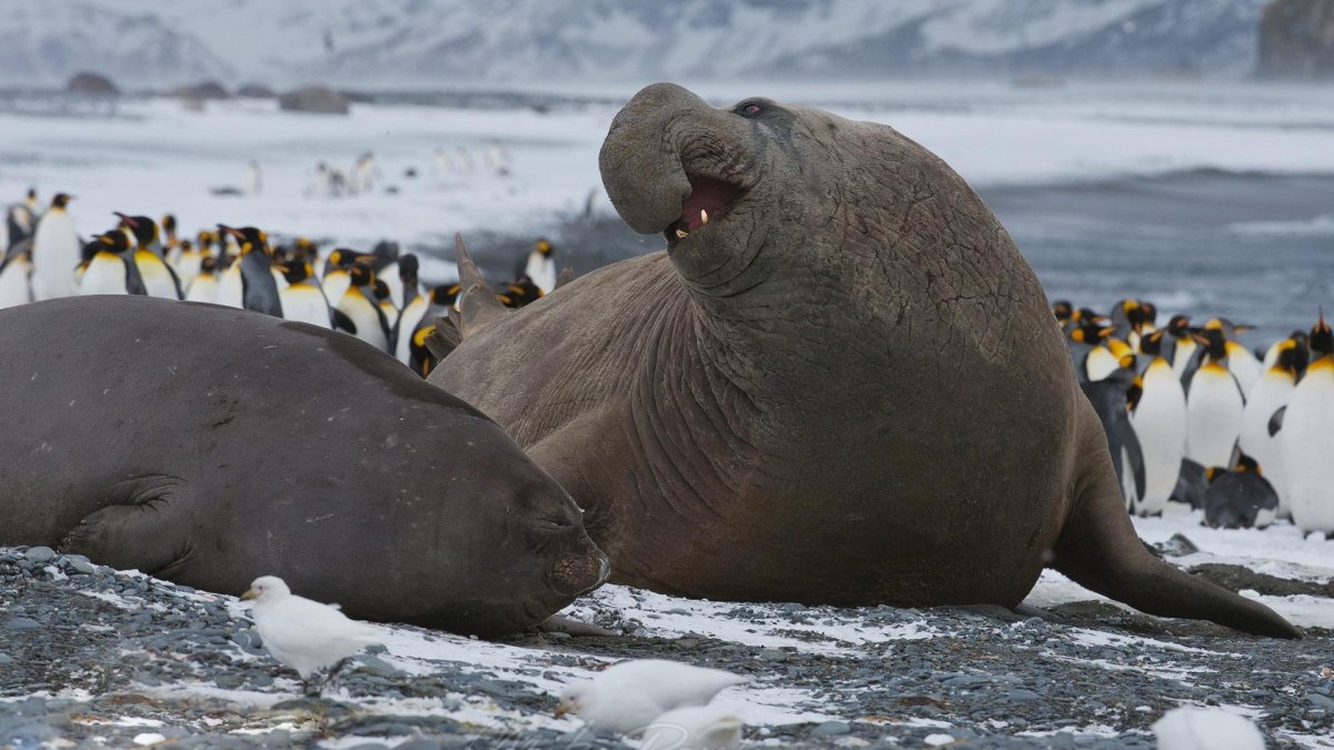 Южный морской слон в Антарктиде