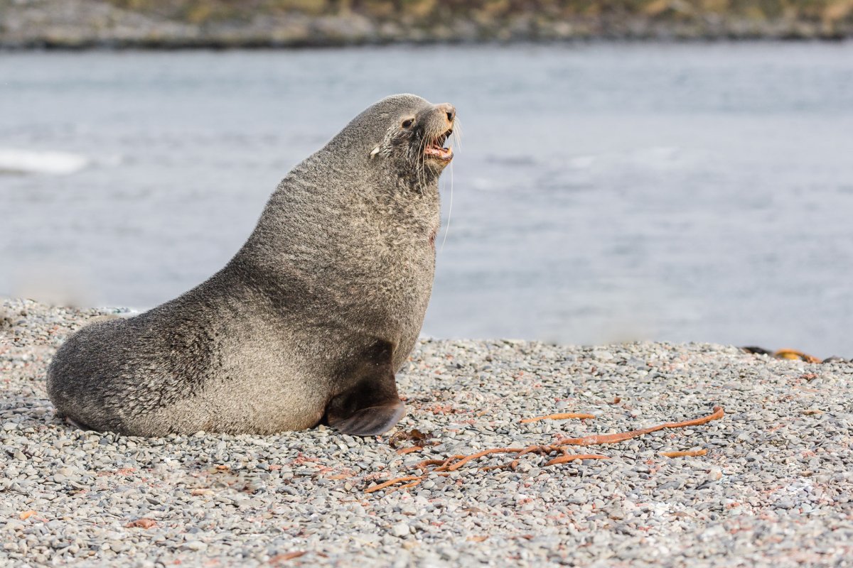 Кергеленский морской котик