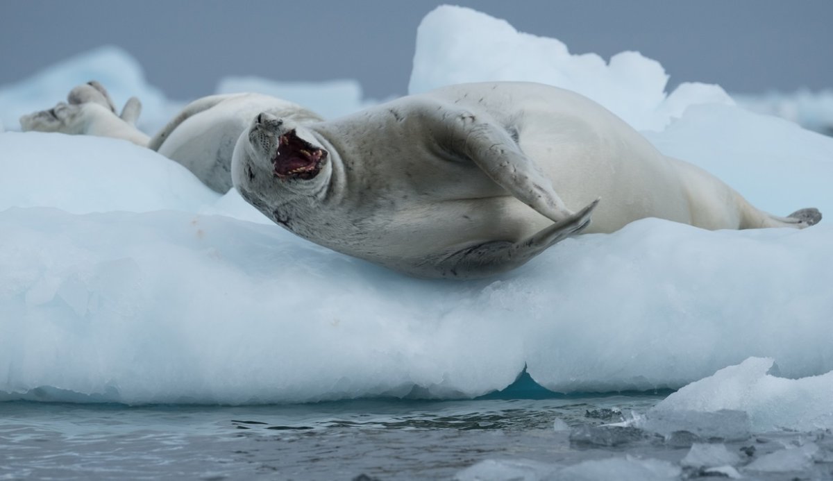 Морской леопард подо льдом