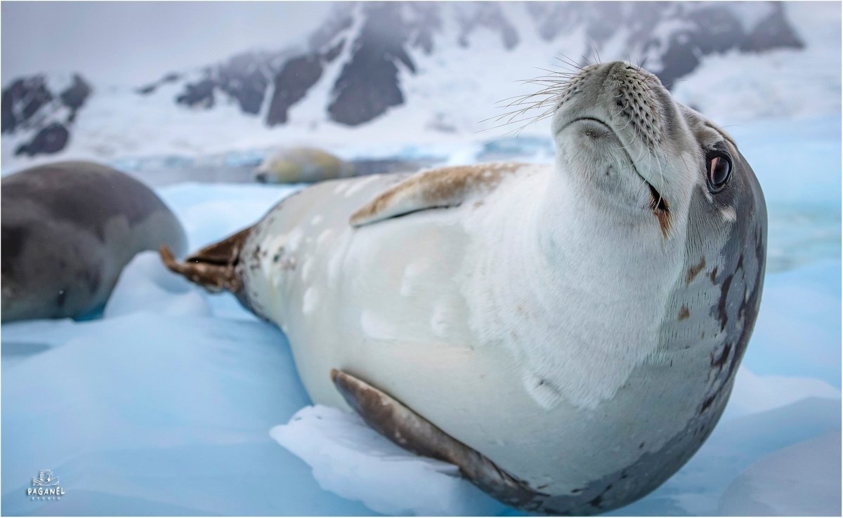 Олуша Антарктида