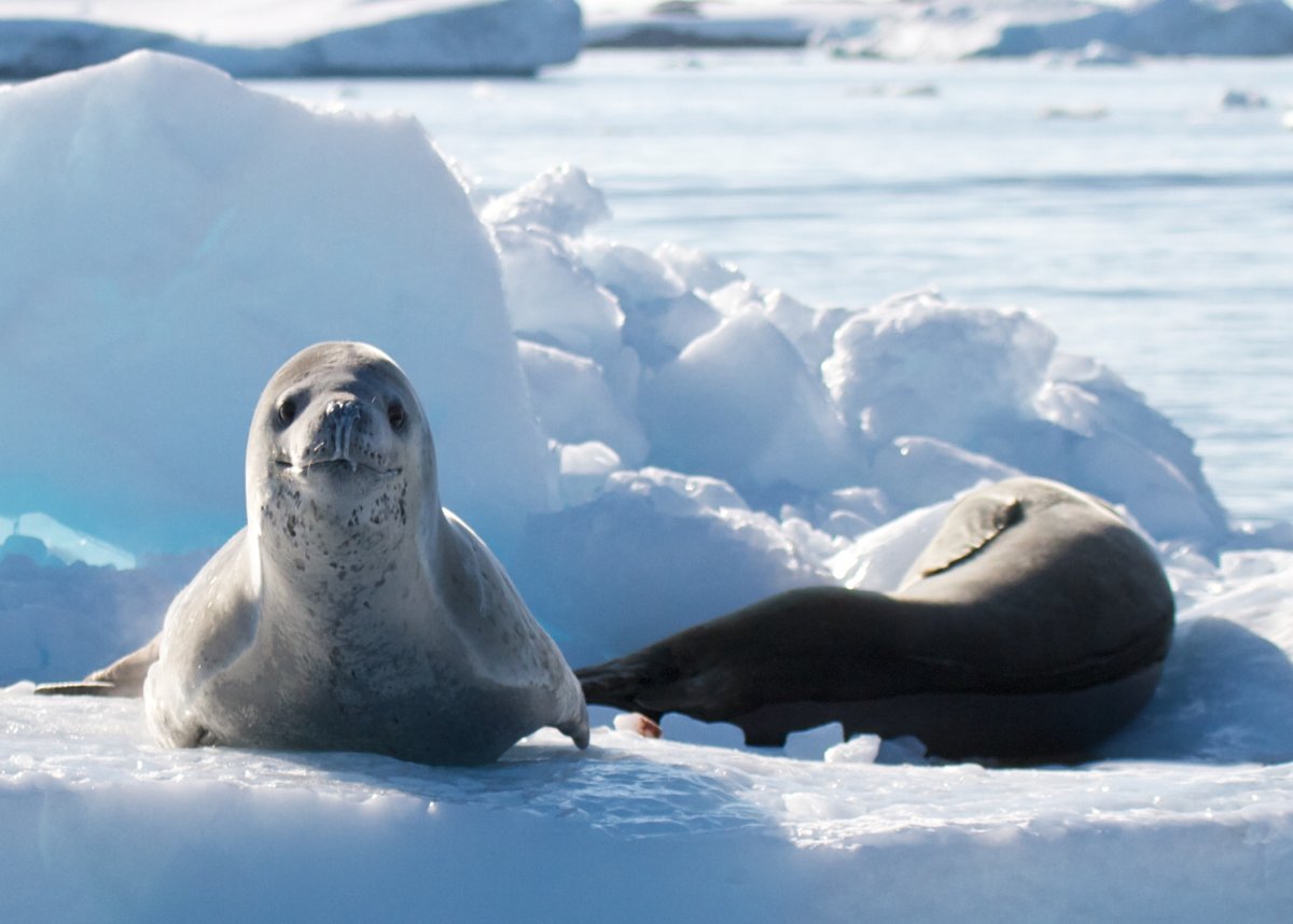 Морской леопард в Антарктиде