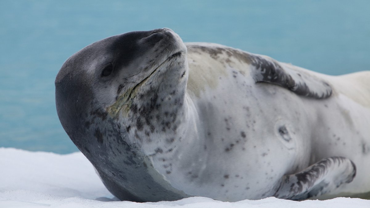 Морской леопард сбоку