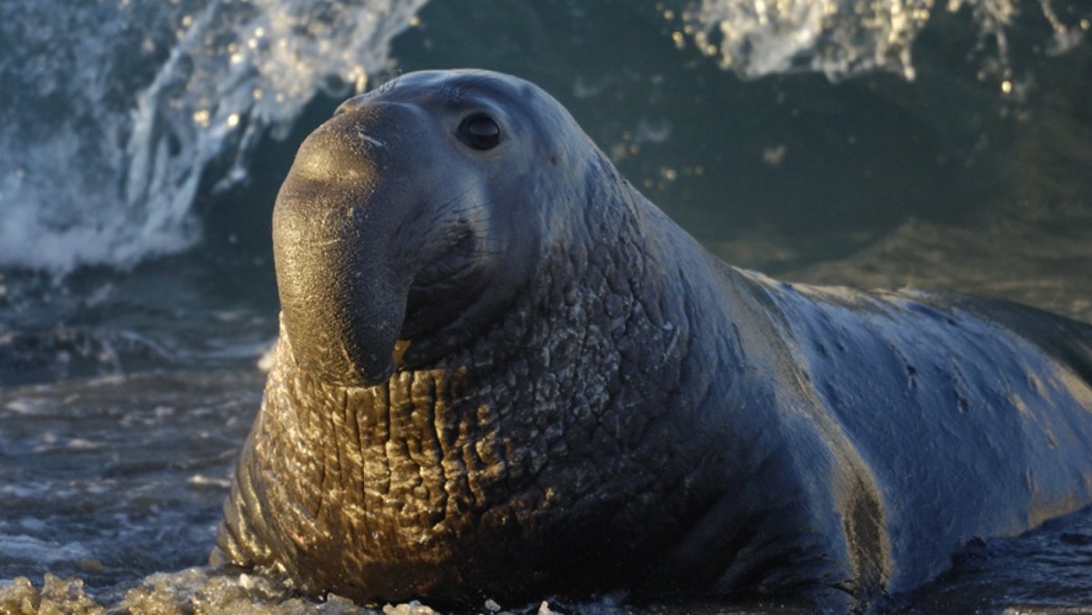Ластоногие морской слон