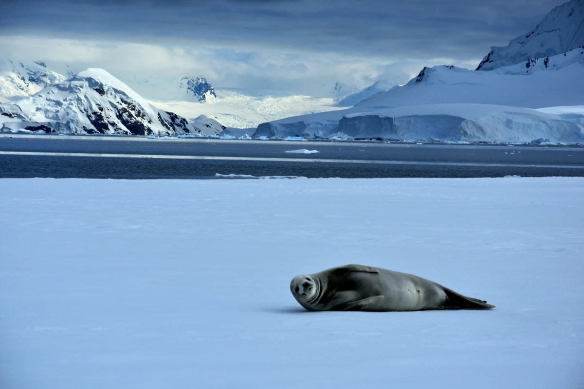 Антарктида Seals