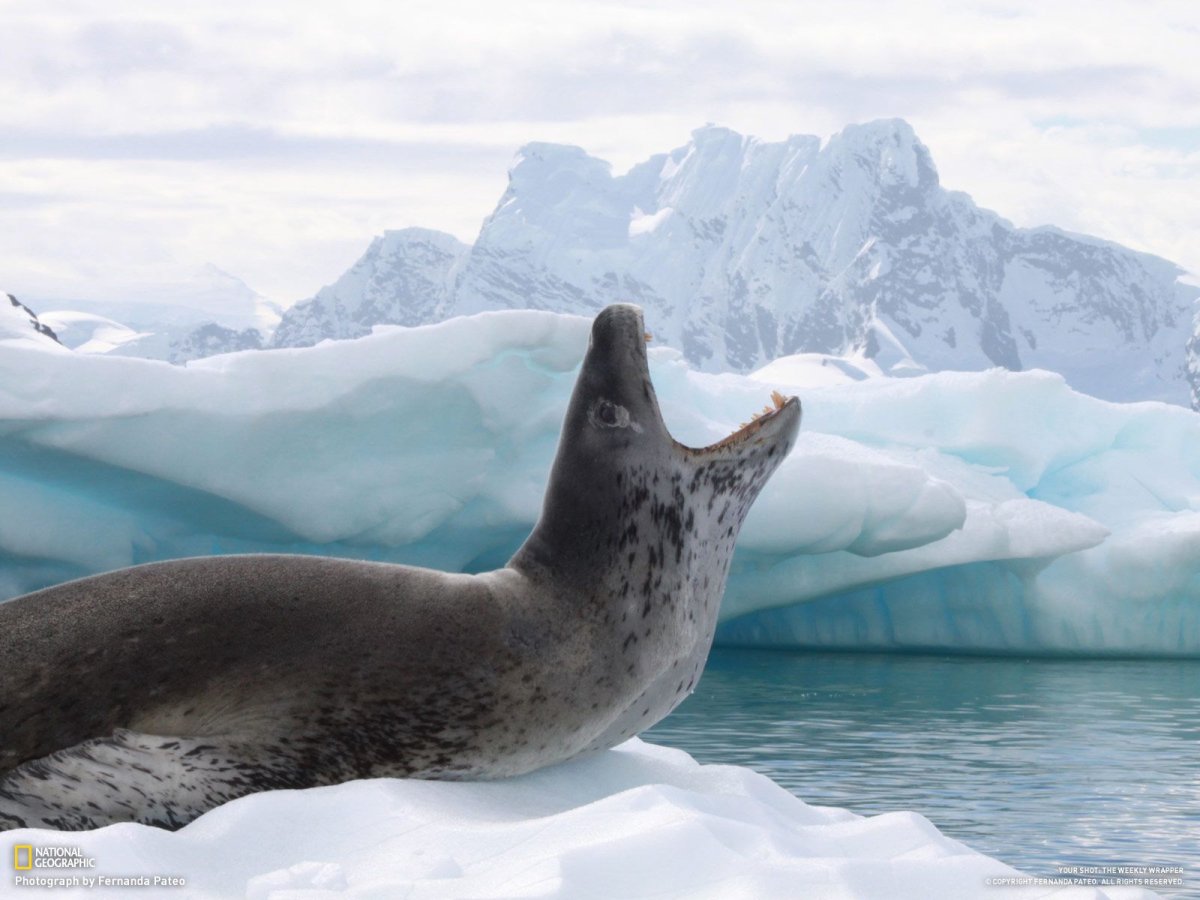 Морской леопард Северный Ледовитый океан