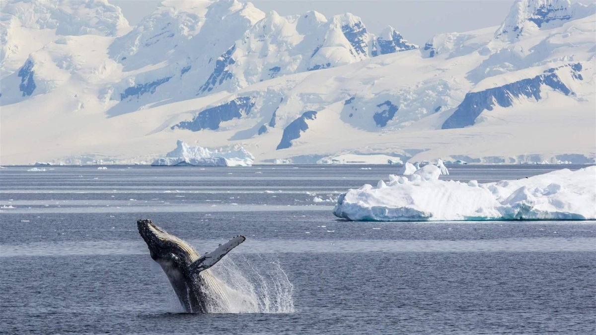 Горбатые киты.в.Арктике