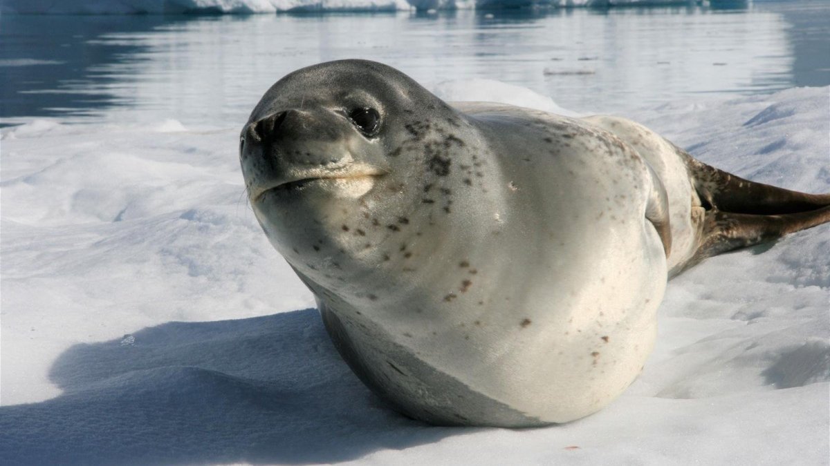 Антарктида животный мир морской леопард