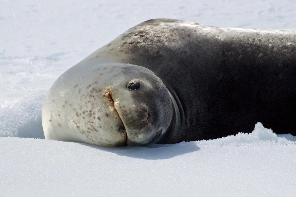 Обитатели моря Росса