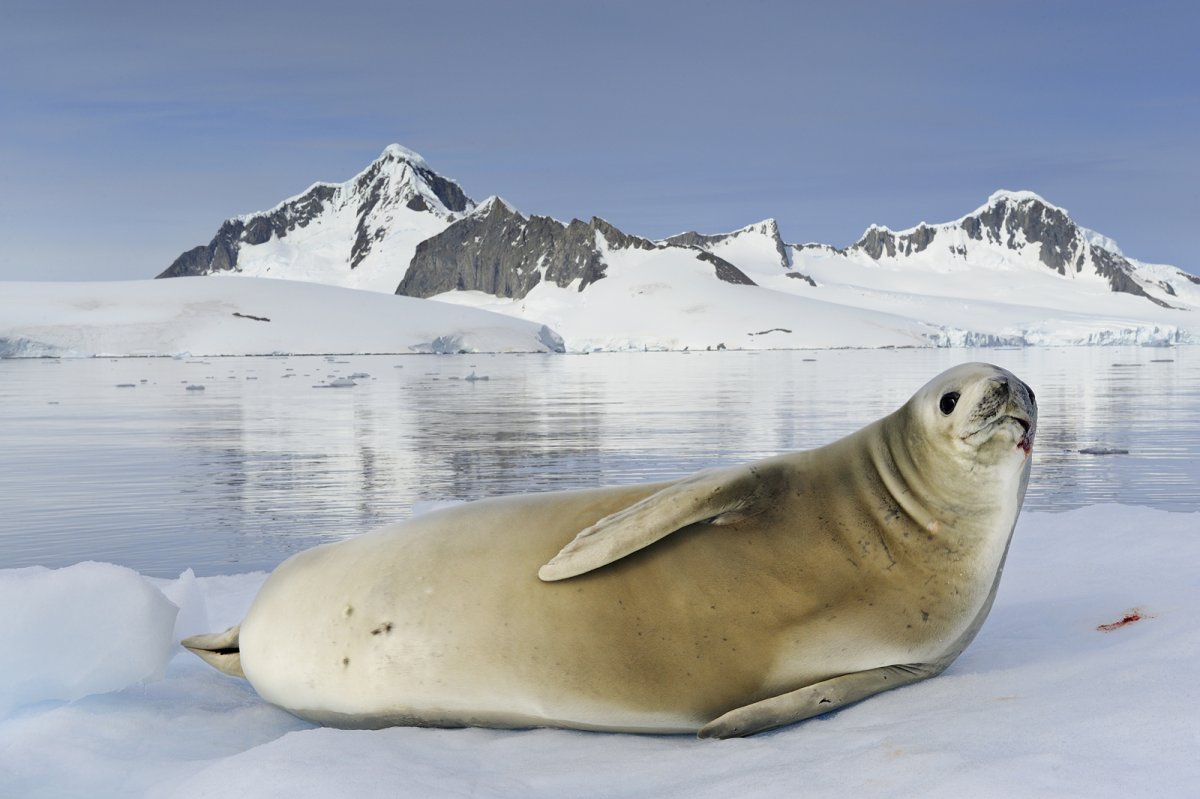 Тюлень крабоед в Антарктиде