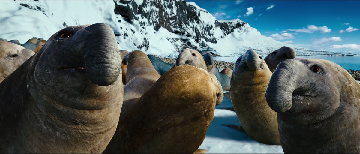 Морской слон Антарктиды