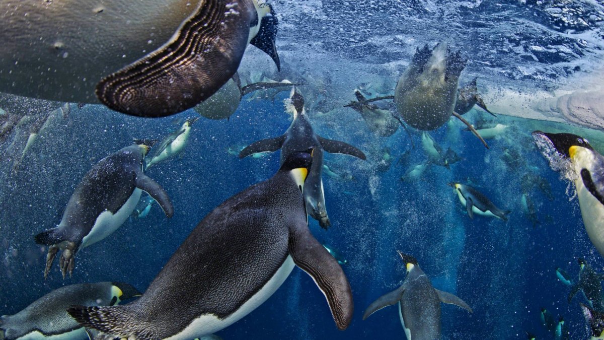 Пауль Никлен Антарктика