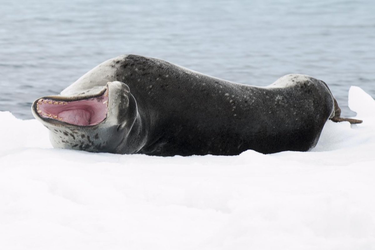 Морской леопард и косатка