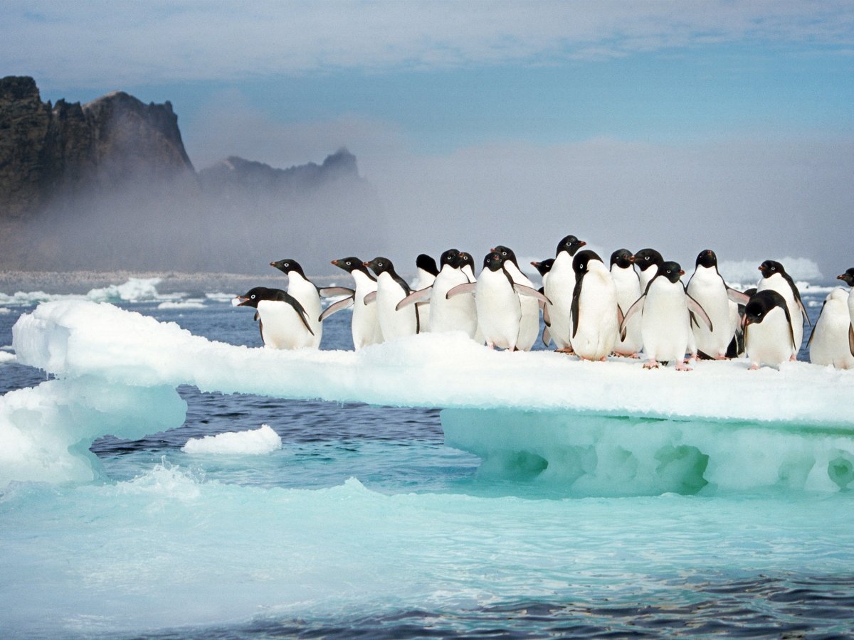 Арктика пингвины Алексис Рокман, Адели, 2008