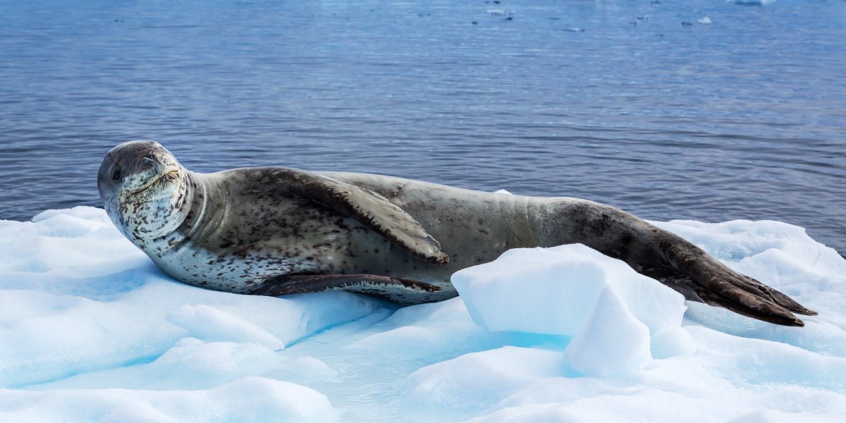 Животные Антарктиды морской леопард